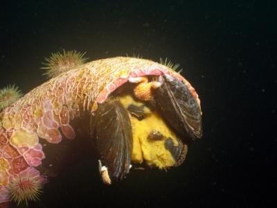 Sponges and mussels at home in a pipe