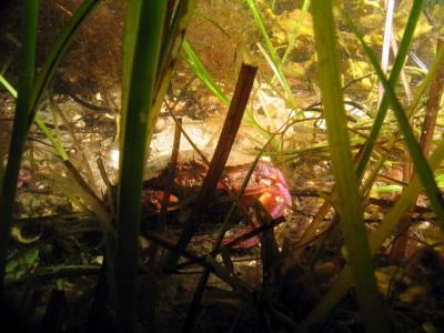 Crab hiding in the grass