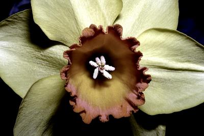 Flowers2