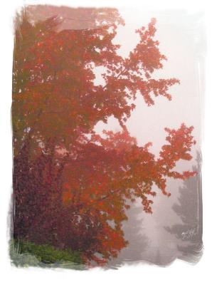 Fall Fog