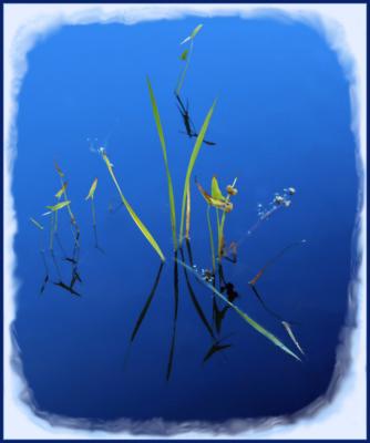 Gayles reeds  border.jpg