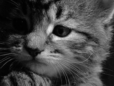 u49/kodak_challenge/medium/35997279.xDSCN2830.jpg