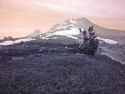 Mt. Hood Snag, Peachy by Kim Borchardt