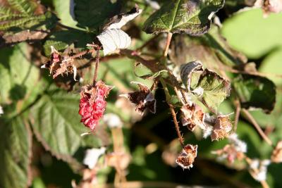 u49/ksproule/medium/34953116.IMG_0015.jpg