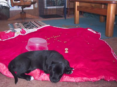 Why Puppies Need Constant Supervision