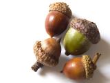 Acorns