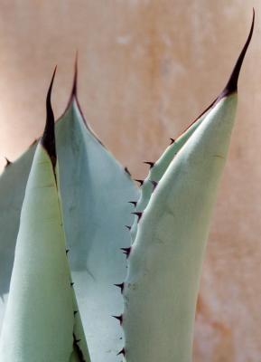 Agave