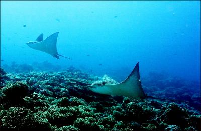 Rangiroa Eagle Rays copy.jpg