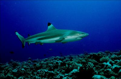 Moorea Black Tip Shark copy.jpg