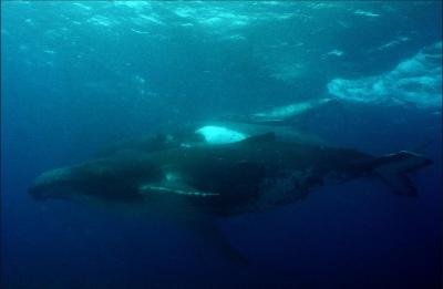 Rangiroa Whales - Father, Mother & Baby 