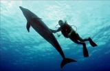 Rangiroa Dolphin  Diver copy.jpg