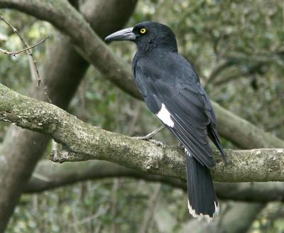 Currawong in mangrove