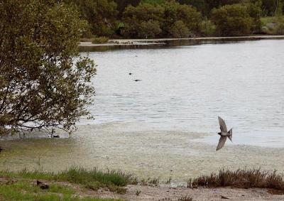 Wetlands with birds flying