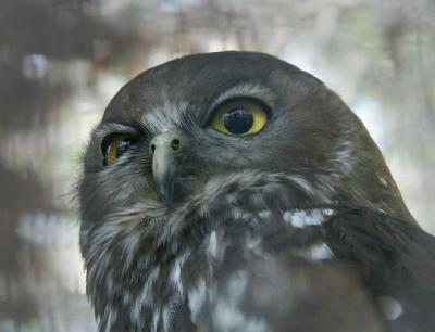 Barking Owl