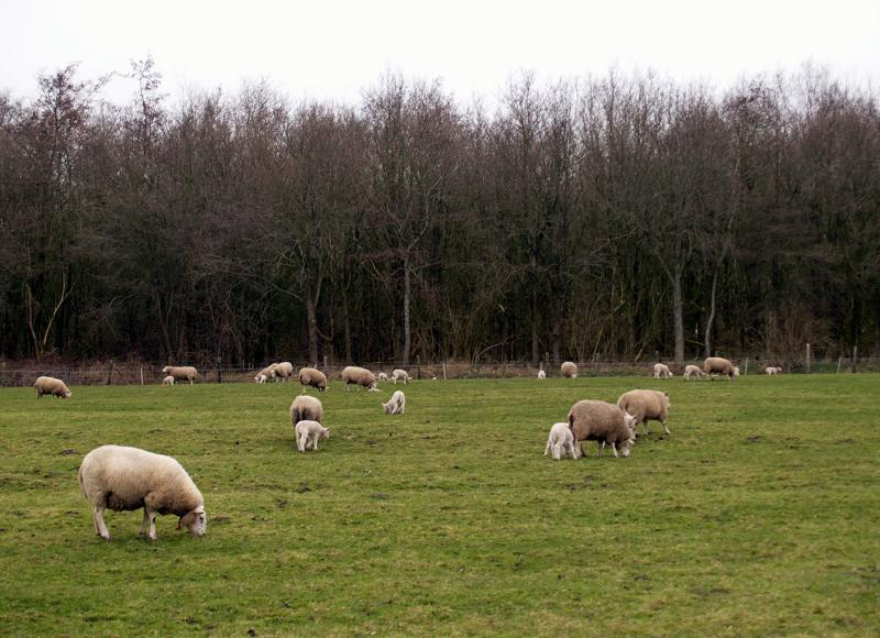 Sheep & Lambs