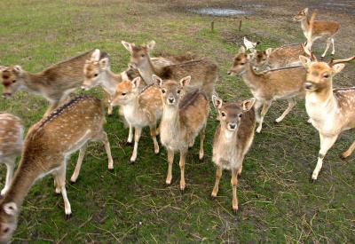 Surrounded by hungry Deer