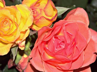 u49/lammert/medium/36809177.roses.jpg