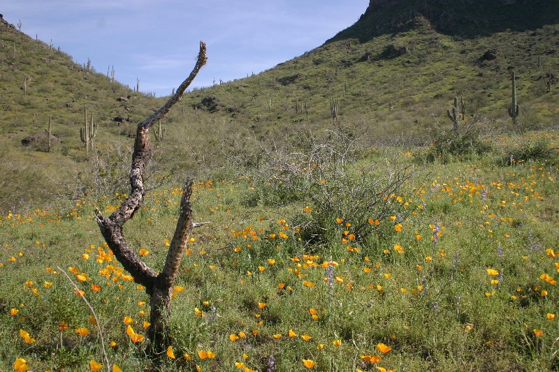 Picacho Peak--BEAUTIFUL Composition