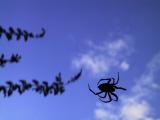 sky spider