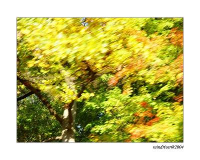 New York Foliage
