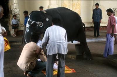 templeIN1050_templeelephant.jpg