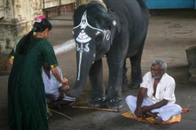 templeIN1051_templeelephant.jpg