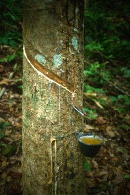 natureMAL004_rubbertree_Tioman.