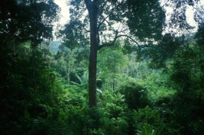 natureMAL006_rainforest_Tioman