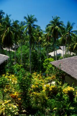 CocoBeachPHI2008_huts.jpg