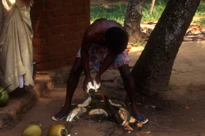 backwaterIN1232_coconuts.jpg
