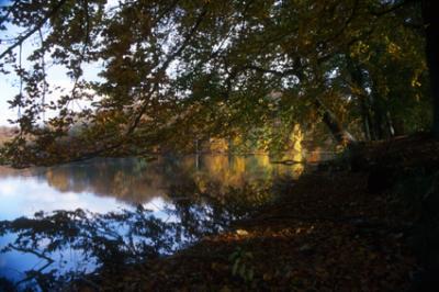 natureDAN035_wood+lake.jpg