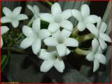 Madagascar jasmine, wax flower