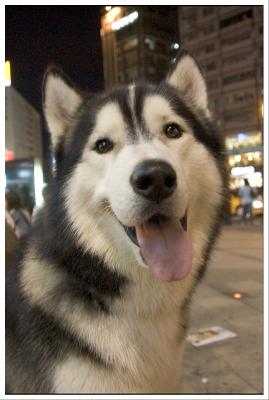 Husky at eastern Taipei