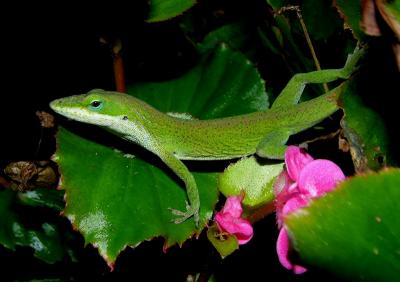 Green Anole