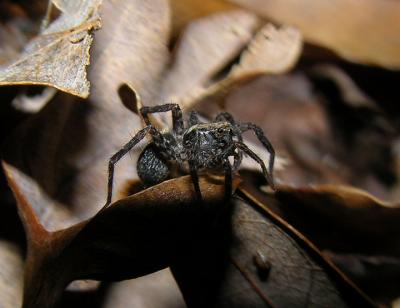 Possibly Pardosa sp.