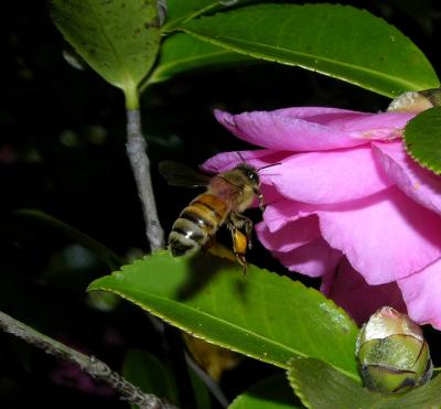 Honey Bee