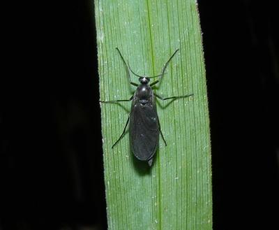 Dark-winged Fungus Gnat