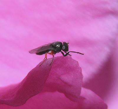 Unidentified Fly