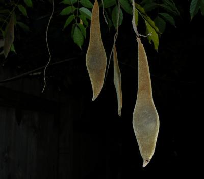 Wisteria Seed Pods