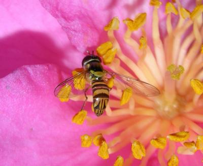 Allograpta obliqua or exotica