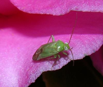 Plant Bug