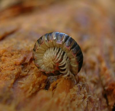 Millipede