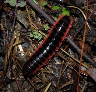 Red-sided Flat Millipede