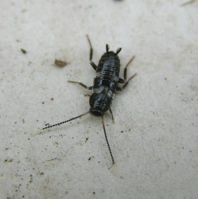 Cockroach Nymph