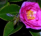 Yellow Jacket in Flight