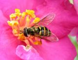 Flower (Syrphid) Flies