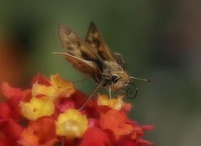 Skipper