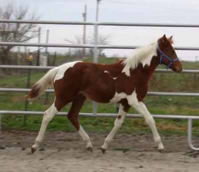 Phineas Foals from 2004