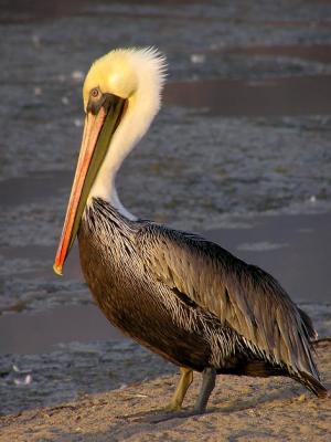 u49/lesliej/medium/34953801.brownpeli.jpg