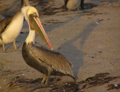 brown_pelicans_oct_04